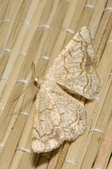 Stegania dilectaria