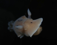 Diaulula sandiegensis