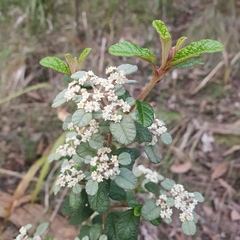 Spyridium parvifolium