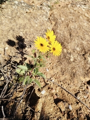 Osteospermum amplectens