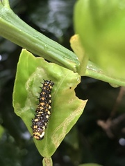 Papilio anactus