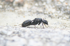 Camponotus atrox