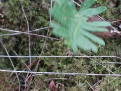 Polypodium vulgare
