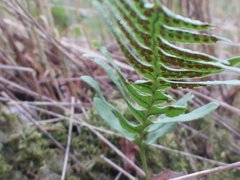 Polypodium vulgare