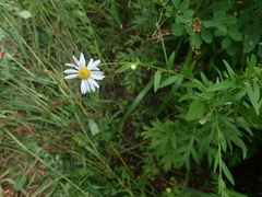 Aster pinnatifidus