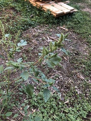 Amaranthus retroflexus