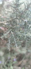Ulex europaeus