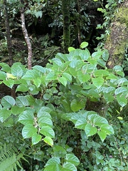 Reynoutria sachalinensis
