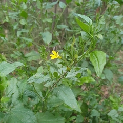Goodenia ovata