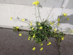Diplotaxis tenuifolia