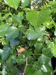 Hedera colchica