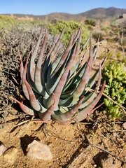Aloe
