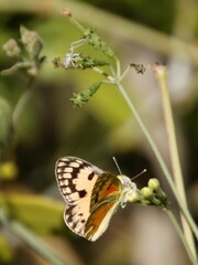 Colotis