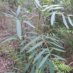 Polyscias sambucifolia