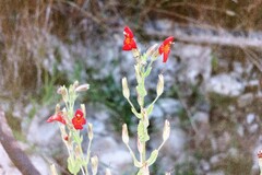 Erythranthe cardinalis