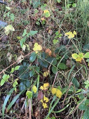 Rubus polonicus