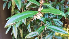 Elaeagnus thunbergii