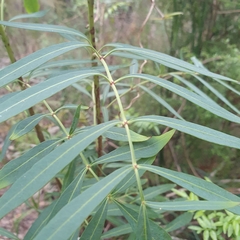 Polyscias sambucifolia