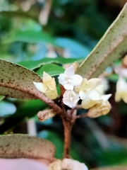 Elaeagnus thunbergii