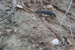 Nyctophila reichii