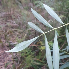 Polyscias sambucifolia