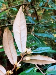 Elaeagnus thunbergii