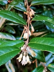 Elaeagnus thunbergii