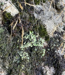 Cladonia pyxidata