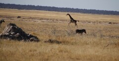 Equus quagga burchellii