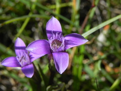 Gentianella columnae