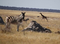 Equus quagga burchellii