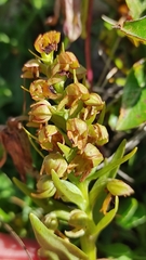 Dactylorhiza viridis