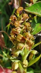 Dactylorhiza viridis