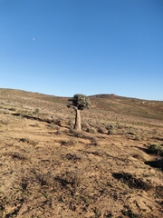 Aloidendron dichotomum