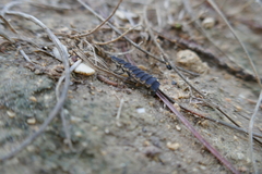 Nyctophila reichii