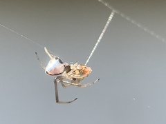 Argyrodes elevatus