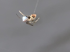 Argyrodes elevatus