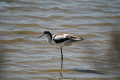 Recurvirostra avosetta