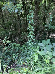 Dioscorea polystachya