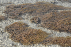 Sargassum