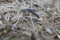 Nyctophila reichii