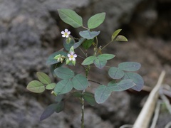 Oxalis barrelieri