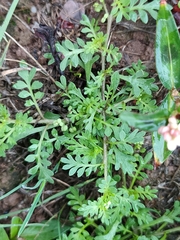 Lepidium didymum