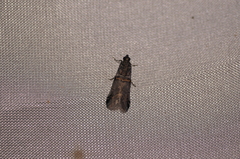 Acrobasis tricolorella