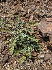 Parthenium