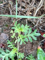 Lepidium didymum
