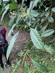 Clerodendrum cyrtophyllum