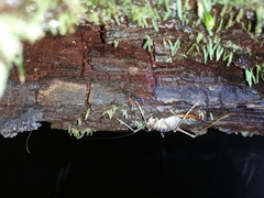 Pachyrhamma acanthocerum