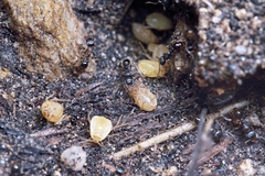 Tetramorium tsushimae