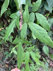 Tetrastigma hemsleyanum